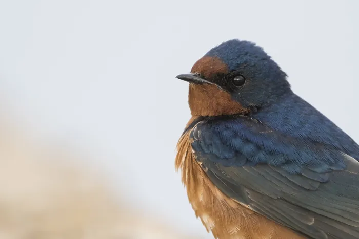 Gerahmter Druck : Schwalbenwürger, Hirundo rustica Gerahmter Druck : Schwalbenwürger, Hirundo rustica