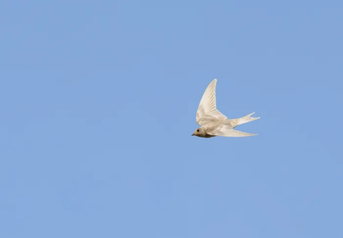 Gerahmter Druck : Schwalbenwürger;Hirundo rustica Gerahmter Druck : Schwalbenwürger;Hirundo rustica