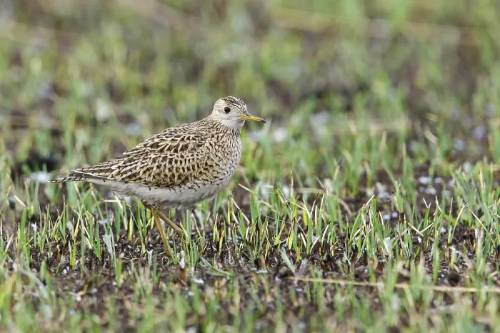 Gerahmter Druck : Bartrams Ruiter, Upland Sandpiper, Bartramia longicauda. Gerahmter Druck : Bartrams Ruiter, Upland Sandpiper, Bartramia longicauda.