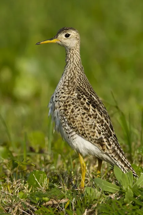 Gerahmter Druck : Bartrams Ruiter, Upland Sandpiper, Bartramia longicauda Gerahmter Druck : Bartrams Ruiter, Upland Sandpiper, Bartramia longicauda