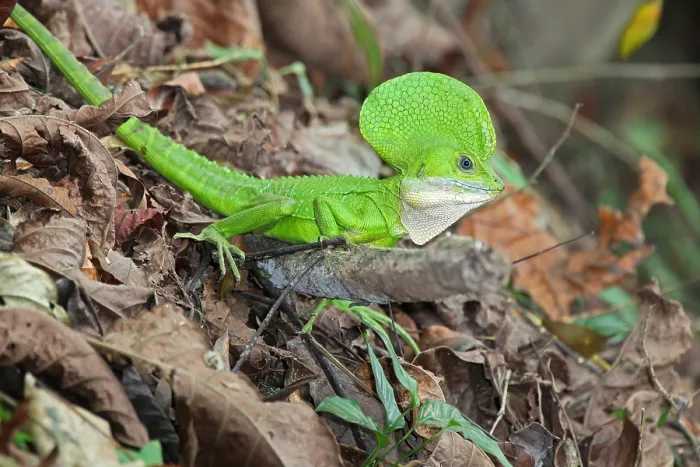 Gerahmter Druck : Basiliskus galeritus