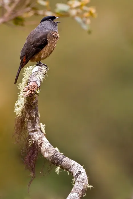 Gerahmter Druck : Bay-ventierte Cotinga Gerahmter Druck : Bay-ventierte Cotinga