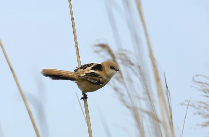 Gerahmter Druck : Bartmeise, Panurus biarmicus Gerahmter Druck : Bartmeise, Panurus biarmicus