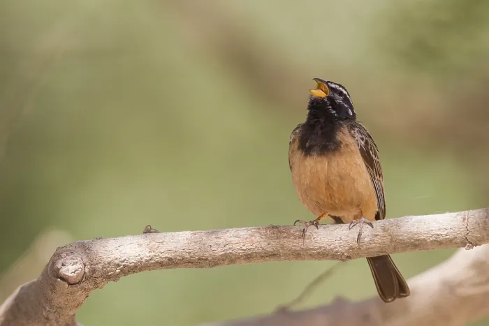 Gerahmter Druck : Bergammer. Zimtbrustammer - Bergammer - Emberiza tahapisi ssp. arabica, adult männlich Gerahmter Druck : Bergammer. Zimtbrustammer - Bergammer - Emberiza tahapisi ssp. arabica, adult männlich