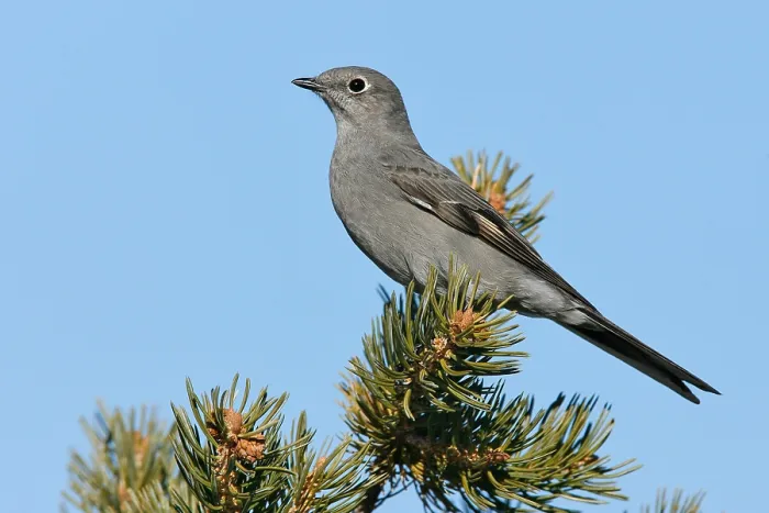 Gerahmter Druck : Bergsolitaire, Townsend-Solitaire, Myadestes townsendi Gerahmter Druck : Bergsolitaire, Townsend-Solitaire, Myadestes townsendi