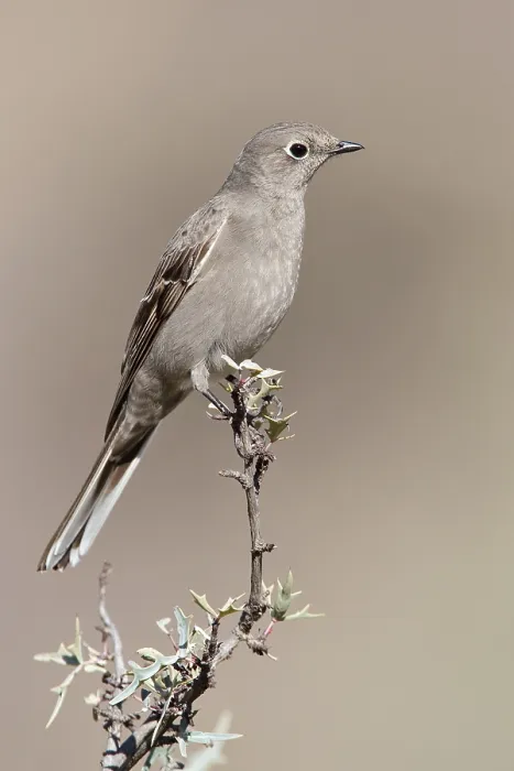 Gerahmter Druck : Bergsolitaire, Townsend-Solitaire, Myadestes townsendi Gerahmter Druck : Bergsolitaire, Townsend-Solitaire, Myadestes townsendi
