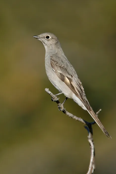 Gerahmter Druck : Bergsolitaire, Townsend-Solitaire, Myadestes townsendi