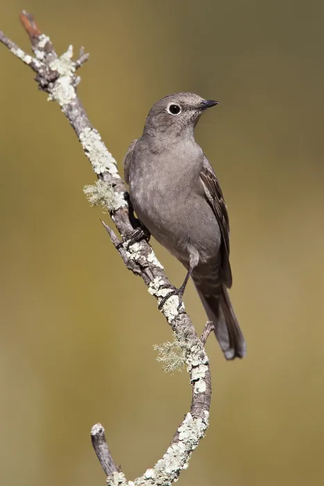 Gerahmter Druck : Bergsolitaire, Townsend-Solitaire, Myadestes townsendi