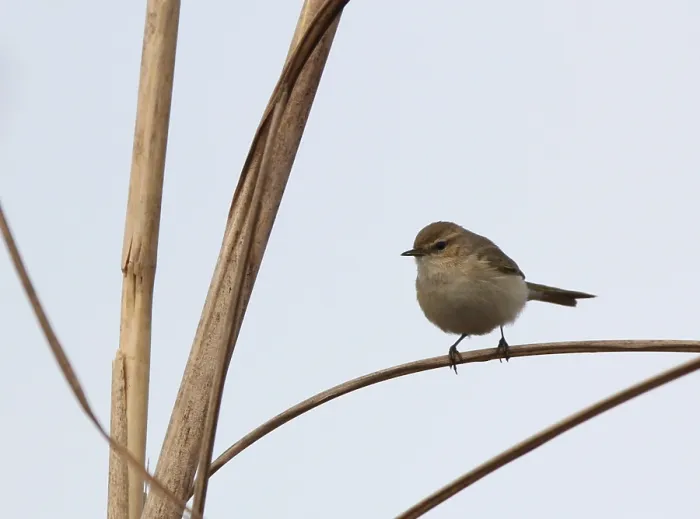 Gerahmter Druck : Bergtjiftjaf, Osthäherchen, Phylloscopus sindianus Gerahmter Druck : Bergtjiftjaf, Osthäherchen, Phylloscopus sindianus