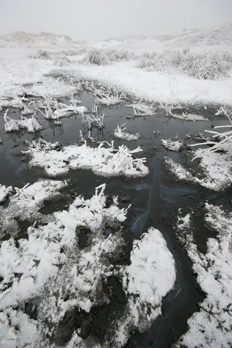 Gerahmter Druck : Berkheide. Winters duinlandschaft in Berkheide; Berkheide im Winter Gerahmter Druck : Berkheide. Winters duinlandschaft in Berkheide; Berkheide im Winter