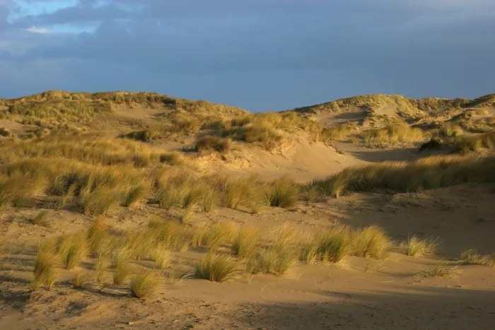 Gerahmter Druck : Berkheide. Dünenlandschaft in Berkheide; Dünen in Berkheide