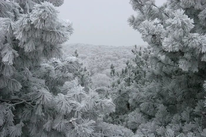 Gerahmter Druck : Berkheide. Winters duinlandschaft in Berkheide; Berkheide im Winter Gerahmter Druck : Berkheide. Winters duinlandschaft in Berkheide; Berkheide im Winter