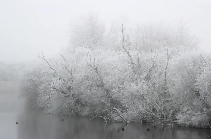 Gerahmter Druck : Berkheide. Winters duinlandschaft in Berkheide; Berkheide im Winter Gerahmter Druck : Berkheide. Winters duinlandschaft in Berkheide; Berkheide im Winter