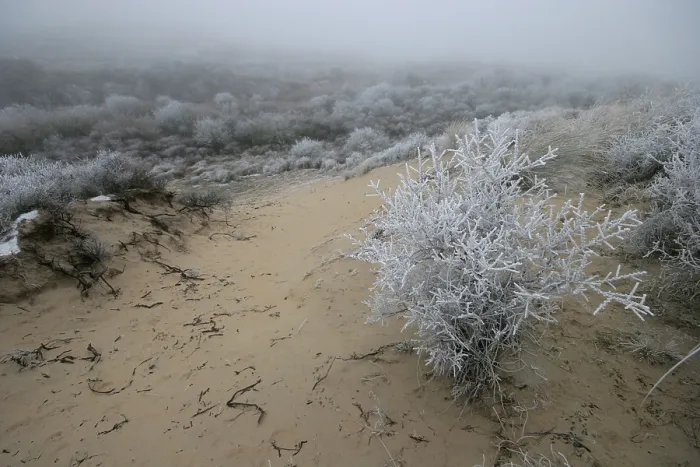 Gerahmter Druck : Berkheide. Winters duinlandschaft in Berkheide; Berkheide im Winter Gerahmter Druck : Berkheide. Winters duinlandschaft in Berkheide; Berkheide im Winter