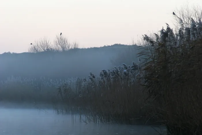 Gerahmter Druck : Berkheide. Winters duinlandschaft in Berkheide; Berkheide im Winter Gerahmter Druck : Berkheide. Winters duinlandschaft in Berkheide; Berkheide im Winter