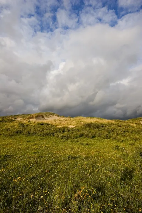 Gerahmter Druck : Berkheide zwischen Katwijk und Wassenaar Gerahmter Druck : Berkheide zwischen Katwijk und Wassenaar