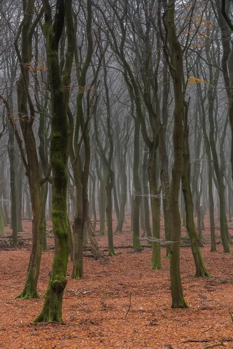 Gerahmter Druck : Beukenbos, Buchenwald Gerahmter Druck : Beukenbos, Buchenwald