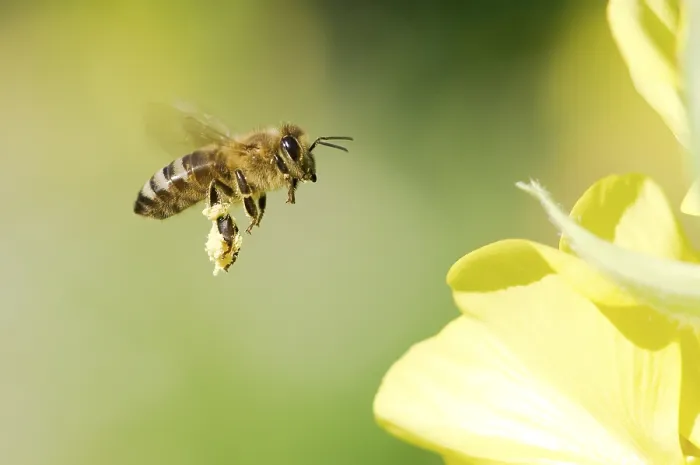 Gerahmter Druck : Bij, Bie. Ein Bienenfliegt zur Blume Gerahmter Druck : Bij, Bie. Ein Bienenfliegt zur Blume