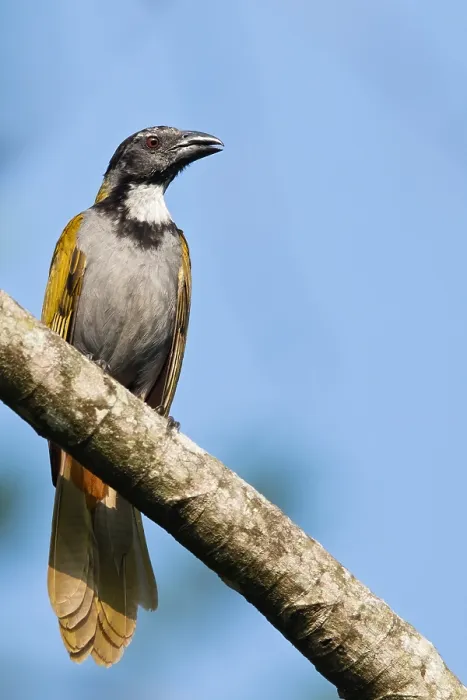 Gerahmter Druck : Vögel Guatemalas Gerahmter Druck : Vögel Guatemalas