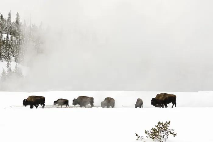 Gerahmter Druck : Bison, Bison bison Gerahmter Druck : Bison, Bison bison