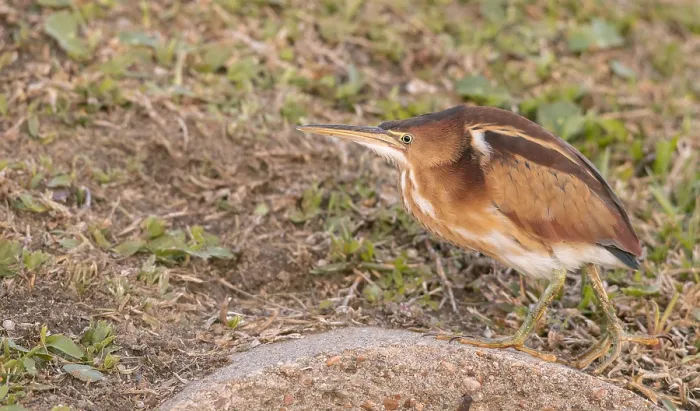 Gerahmter Druck : Geringer Brachvogel, Ixobrychus exilis