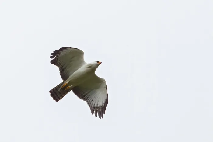 Gerahmter Druck : Schwarz-Weiß-Schlangenadler Gerahmter Druck : Schwarz-Weiß-Schlangenadler