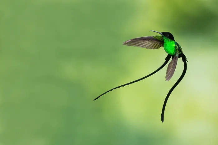 Gerahmter Druck : Schwarzgeschnäbelter Strahlenschnabel, Trochilus scitulus Gerahmter Druck : Schwarzgeschnäbelter Strahlenschnabel, Trochilus scitulus