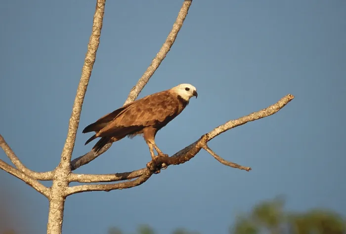 Gerahmter Druck : Schwarzhalsbusard, Moerasbuizerd, Busarellus nigricollis Gerahmter Druck : Schwarzhalsbusard, Moerasbuizerd, Busarellus nigricollis