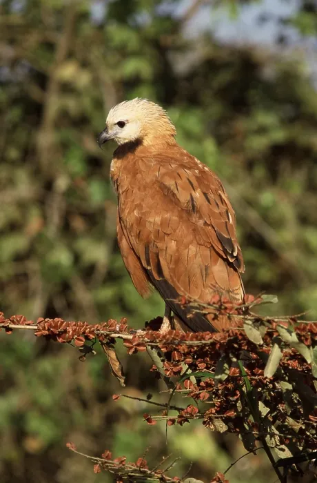 Gerahmter Druck : Schwarzkragenbussard, Moerasbuizerd, Busarellus nigricollis Gerahmter Druck : Schwarzkragenbussard, Moerasbuizerd, Busarellus nigricollis