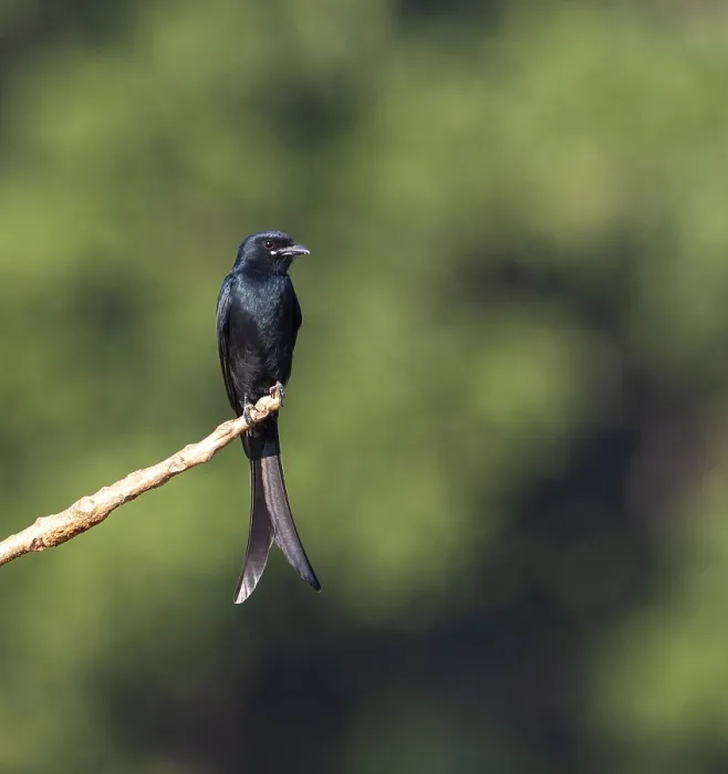 Gerahmter Druck : Schwarzer Drongo, Dicrurus macrocercus Gerahmter Druck : Schwarzer Drongo, Dicrurus macrocercus
