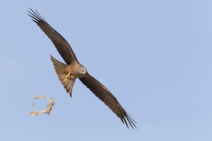 Gerahmter Druck : Schwarzer Kranich in Flug. Gerahmter Druck : Schwarzer Kranich in Flug.