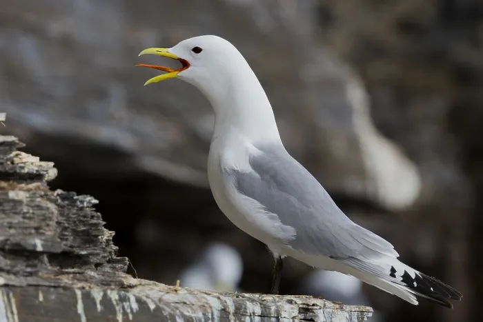 Gerahmter Druck : Schwarzbein-Kittiwake Gerahmter Druck : Schwarzbein-Kittiwake
