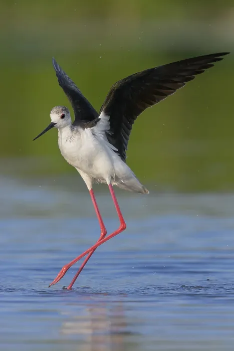 Gerahmter Druck : Schwarzflügel-Stelze im Flug. Gerahmter Druck : Schwarzflügel-Stelze im Flug.