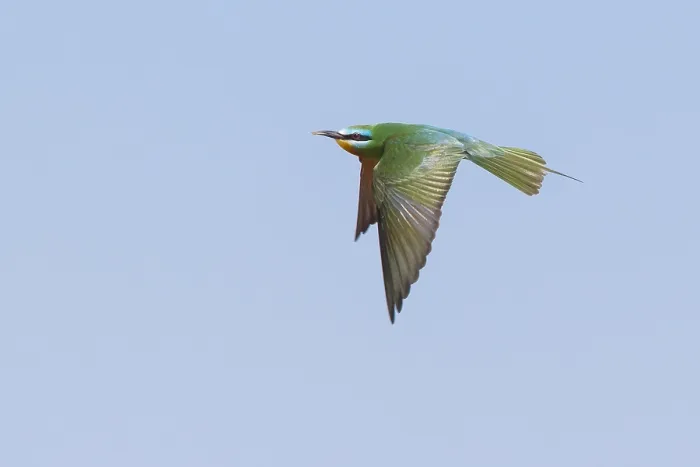Gerahmter Druck : Blauwangenschnäpper, Merops persicus Gerahmter Druck : Blauwangenschnäpper, Merops persicus