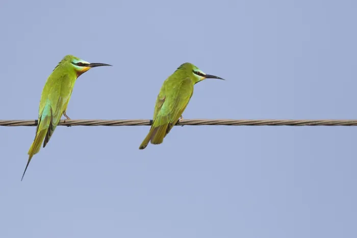Gerahmter Druck : Blauwangenschnäpper, Merops persicus Gerahmter Druck : Blauwangenschnäpper, Merops persicus