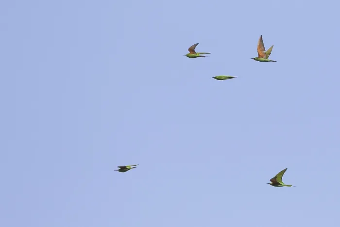 Gerahmter Druck : Blauwangenschnäpper, Merops persicus Gerahmter Druck : Blauwangenschnäpper, Merops persicus