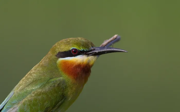 Gerahmter Druck : Blau Schwanz-Sperber, Merops philippinus