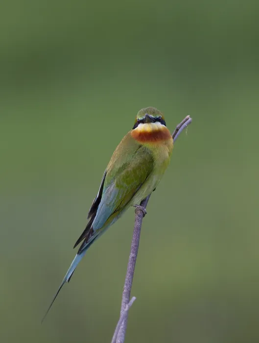 Gerahmter Druck : Blau Schwanz-Sperber, Merops philippinus Gerahmter Druck : Blau Schwanz-Sperber, Merops philippinus