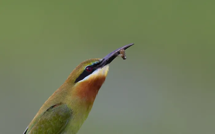 Gerahmter Druck : Blau Schwanz-Sperber, Merops philippinus Gerahmter Druck : Blau Schwanz-Sperber, Merops philippinus