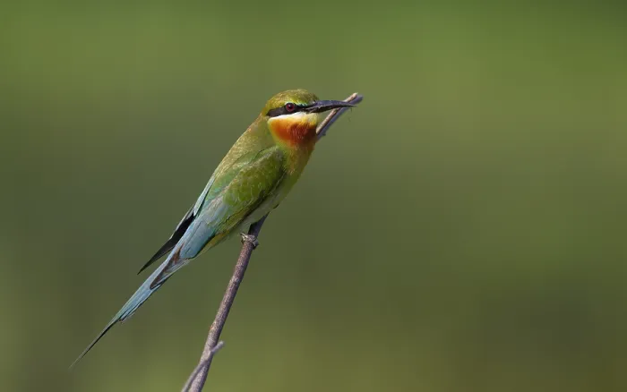 Gerahmter Druck : Blauwedel-Beutlerfischer, Merops philippinus Gerahmter Druck : Blauwedel-Beutlerfischer, Merops philippinus