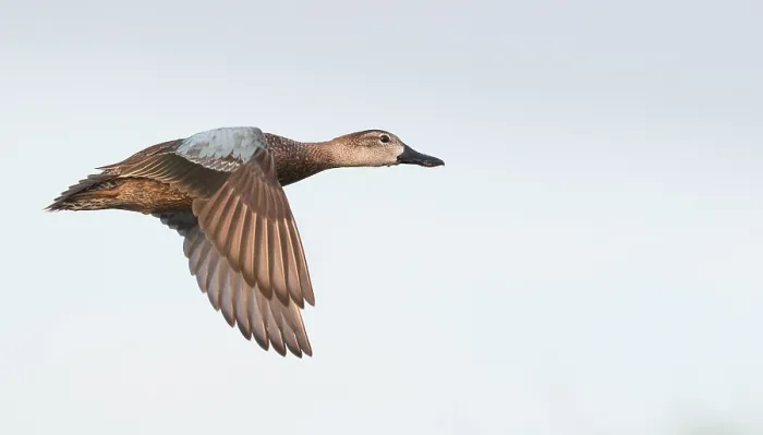 Gerahmter Druck : Blauflügel-Taucher in Flug. Gerahmter Druck : Blauflügel-Taucher in Flug.
