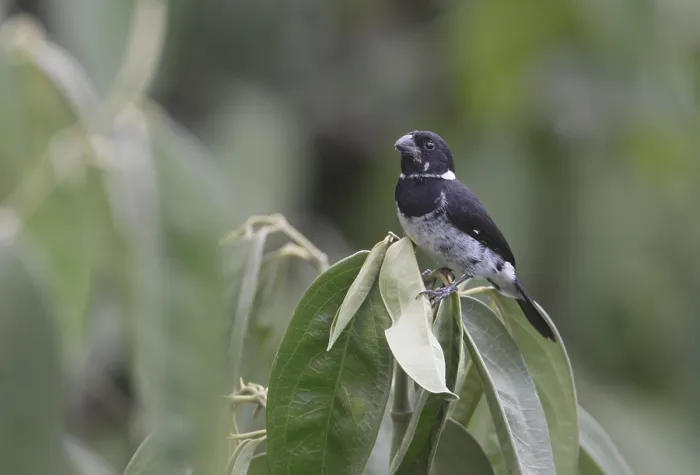 Gerahmter Druck : Bont Dikbekje, Variable Seedeater, Sporophila americana Gerahmter Druck : Bont Dikbekje, Variable Seedeater, Sporophila americana