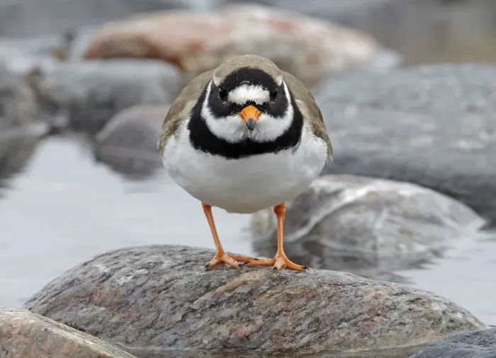 Gerahmter Druck : Bontbekplevier, Common Ringed Plover, Charadrius hiaticula Gerahmter Druck : Bontbekplevier, Common Ringed Plover, Charadrius hiaticula