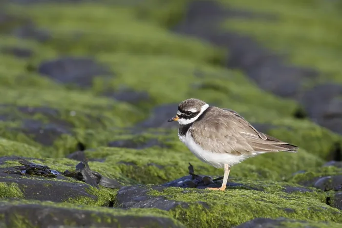 Gerahmter Druck : Bontbekplevier, Common Ringed Plover, Charadrius hiaticula Gerahmter Druck : Bontbekplevier, Common Ringed Plover, Charadrius hiaticula