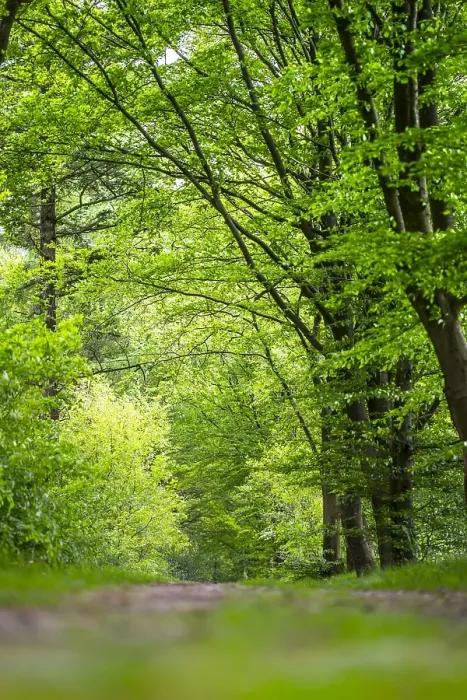 Gerahmter Druck : Wald, Forst Gerahmter Druck : Wald, Forst