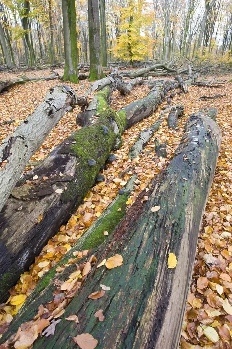 Gerahmter Druck : Wald, Forst Gerahmter Druck : Wald, Forst