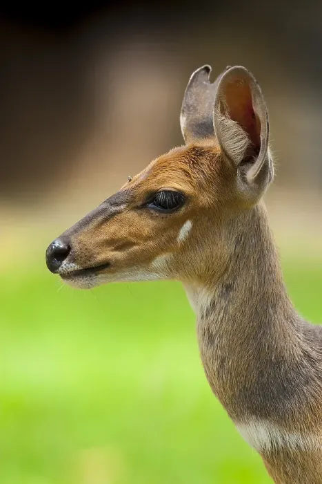 Gerahmter Druck : Bosbok, Bushbuck, Tragelaphus scriptus Gerahmter Druck : Bosbok, Bushbuck, Tragelaphus scriptus