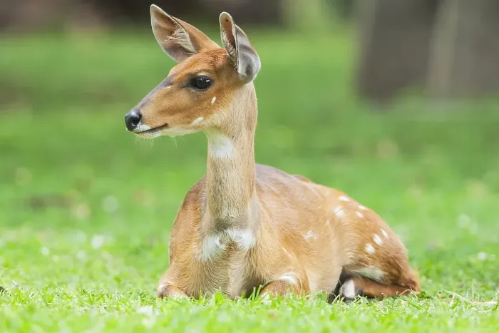 Gerahmter Druck : Bosbok, Bushbuck, Tragelaphus scriptus Gerahmter Druck : Bosbok, Bushbuck, Tragelaphus scriptus