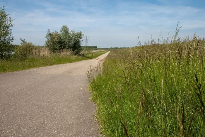 Gerahmter Druck : Brabantsche Biesbosch Gerahmter Druck : Brabantsche Biesbosch