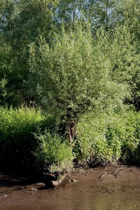 Gerahmter Druck : Brabantsche Biesbosch Gerahmter Druck : Brabantsche Biesbosch